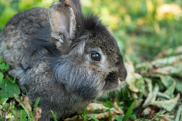 A young dwarf rabbit sitting in the grass
