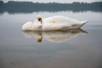 Ein Schwan schl&auml;ft auf dem Wasser
