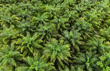 Aerial view of the palm tree green fields nature agricultural farm background, top view palm leaves from above of crops in green, Bird's eye view tropical tree plant