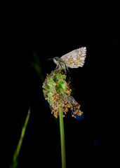 macro photo of a grizzled skipper (Pyrgus malvae)