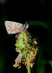macro photo of a grizzled skipper (Pyrgus malvae)