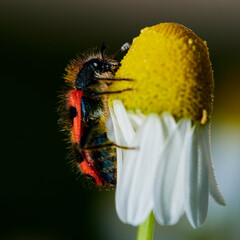 macro photo of a Trichodes apiarius beetle