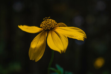 yellow flower