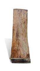Wooden dead tree stump isolated on white background. This has clipping path.   