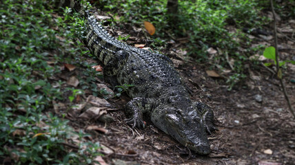 One of the crocodiles is lying on the ground