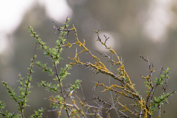 mossed branch