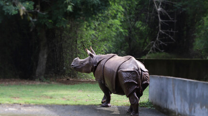 The rhinoceros stands behind the small wall The rhinoceros stands behind the small wall