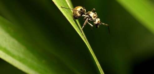 Back View of Ant (Polyrhachis Abdominalis) on The Leaves as Right Position