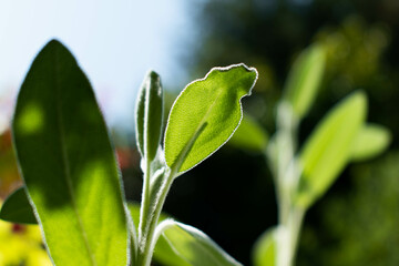 Obraz premium growing salvia 