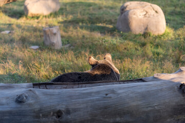 Wild brown bear in the nature, European bear population