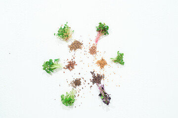 microgreen dill sprouts, radishes, mustard, arugula, mustard in the range on a light background