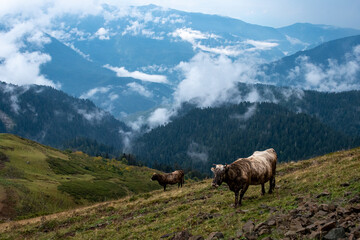 Cows peacefully grazing in the mountains