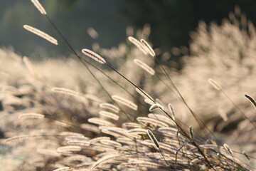matin, lumière, rosée, orge, foin,