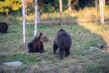 Naklejka na ściany i meble Wild brown bear in the nature, European bear population