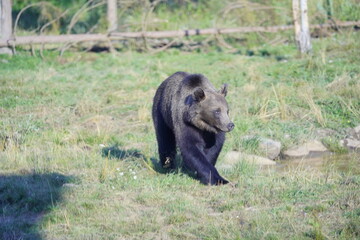 Wild brown bear in the nature, European bear population