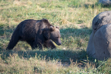 Fototapeta na wymiar Wild brown bear in the nature, European bear population