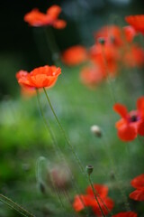 plante messicole - coquelicot