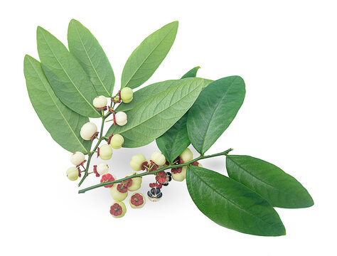 fresh sauropus androgynus on white background,isolated