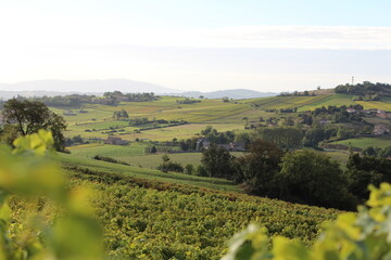 Fototapeta na wymiar Beaujolais, pays des pierres dorées, matin, lumière, vigne, vignoble, raisin, vendange, vin