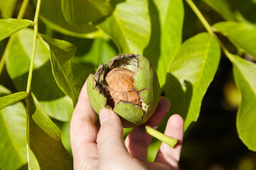 Walnut tree and hand harvesting green walnut