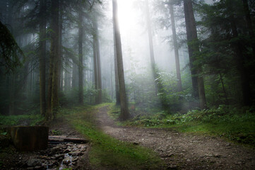 Obraz premium morning in the forest