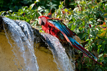 Green-winged macaw (Ara chloroptera) next to a waterfall  © Christian Musat
