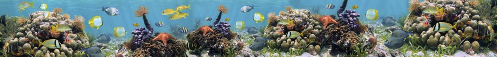 fish in an aquarium, panorama of water