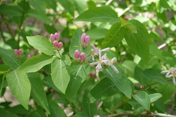 Closed buds and pale pink flowers of bush honeysuckle in April