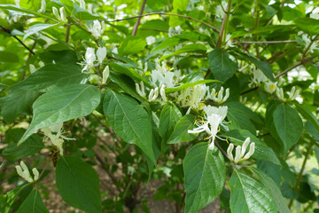 Buds and flowers of Lonicera maackii in mid May
