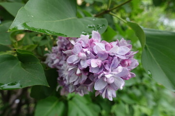 Closeup of light purple flowers of double lilac in May