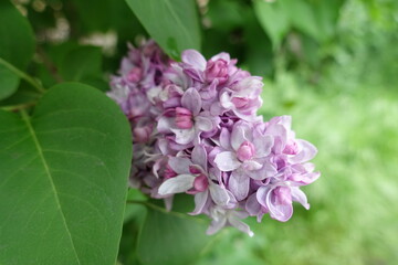Opening pink flowers of double lilac in May
