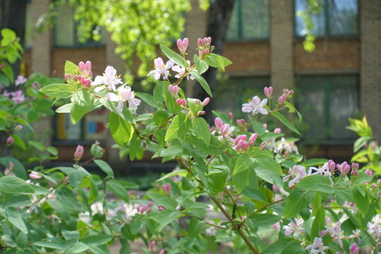 Light pink flowers and buds of bush honeysuckle in April