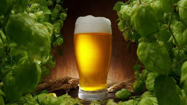 Camera slowly moves towards the glowing glass of beer through the bushes of ripe beer hops.  