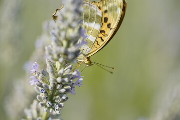 Butterfly on flowers, vibrant and colorful animal