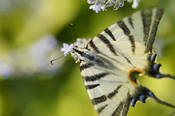 Butterfly on flowers, vibrant and colorful animal