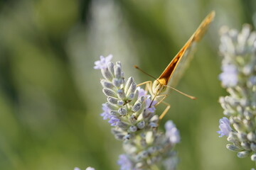 Butterfly on flowers, vibrant and colorful animal