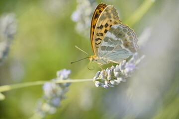 Butterfly on flowers, vibrant and colorful animal