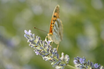 Butterfly on flowers, vibrant and colorful animal
