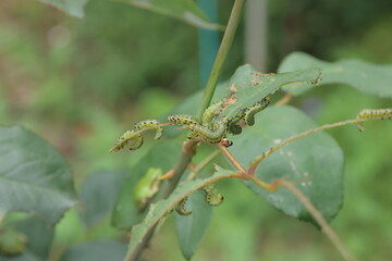 葉を食べる小さな幼虫