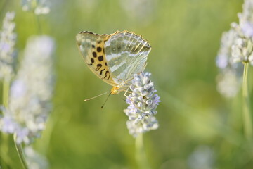 Butterfly on flowers, vibrant and colorful animal