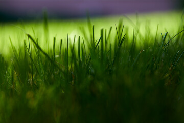 green grass in organic garden