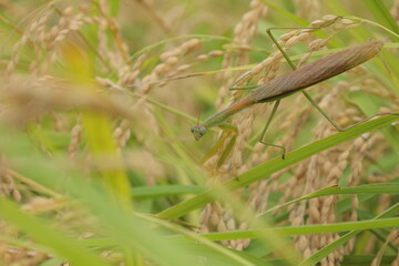 稲穂とカマキリ