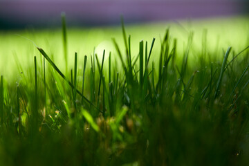 green grass in organic garden