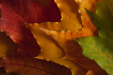 Multicolored maple leaves close-up. Autumn background.