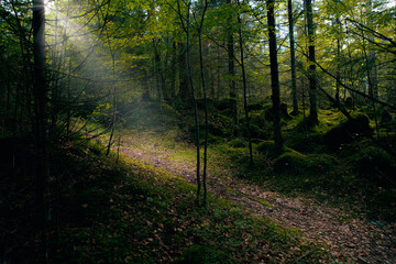 bright way in forest