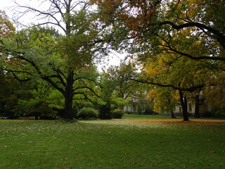 Fototapeta na wymiar Autumn forest or park in good weather 