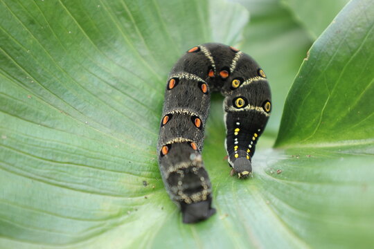 セスジスズメガ の画像 16 件の Stock 写真 ベクターおよびビデオ Adobe Stock