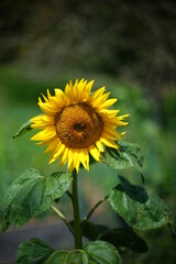 Tournesol