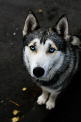 Obraz premium siberian dog