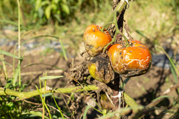 three tomatoes on an unharvested plant spoiled by rain and bad weather. ruinous harvest. selective focus. copy space. text space.